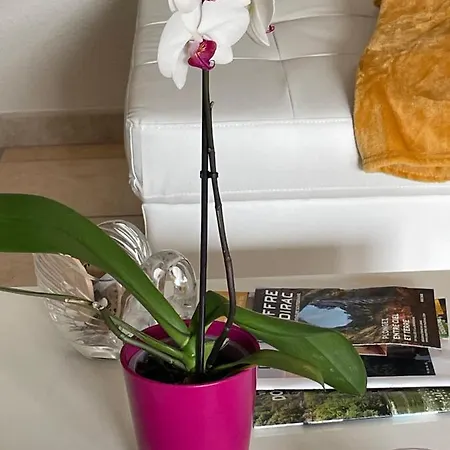 Le Lotois Les Ondines *