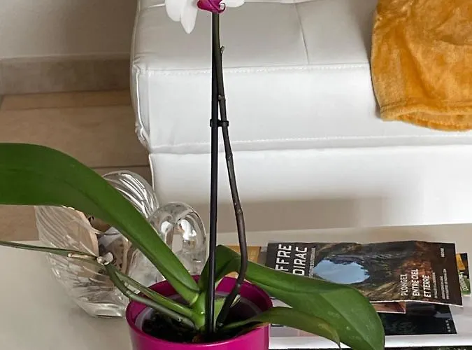 Le Lotois Les Ondines *